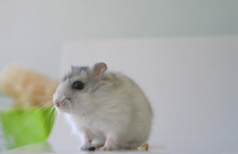 Chomiki i myszki – najpopularniejsze domowe zwierzęta